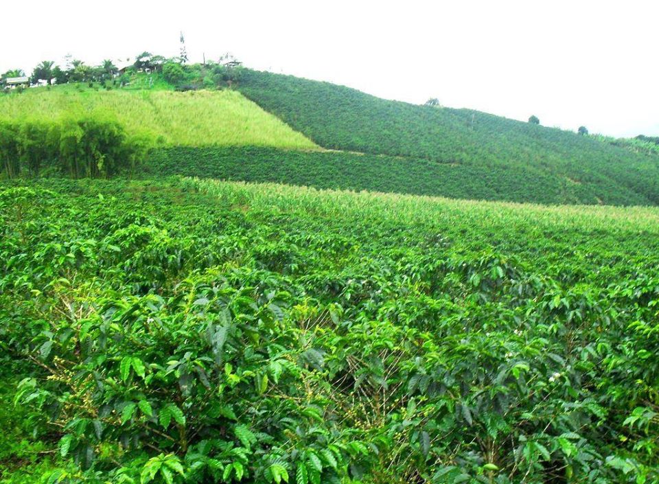 zona cafetera colombia